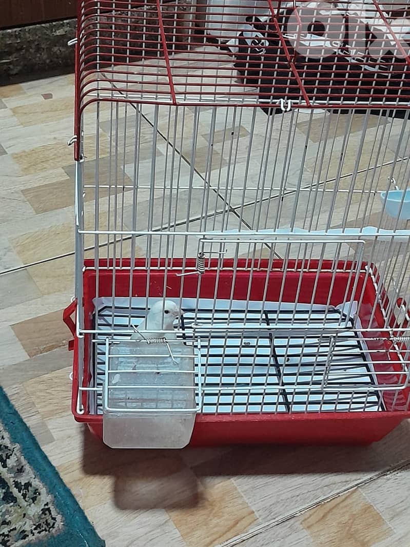 للبيع كنار ابيض مع قفص و كل غراض لقفص كنار لون ابيض شي فاخر من الاخر 2