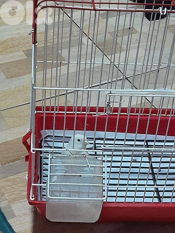 للبيع كنار ابيض مع قفص و كل غراض لقفص كنار لون ابيض شي فاخر من الاخر 3