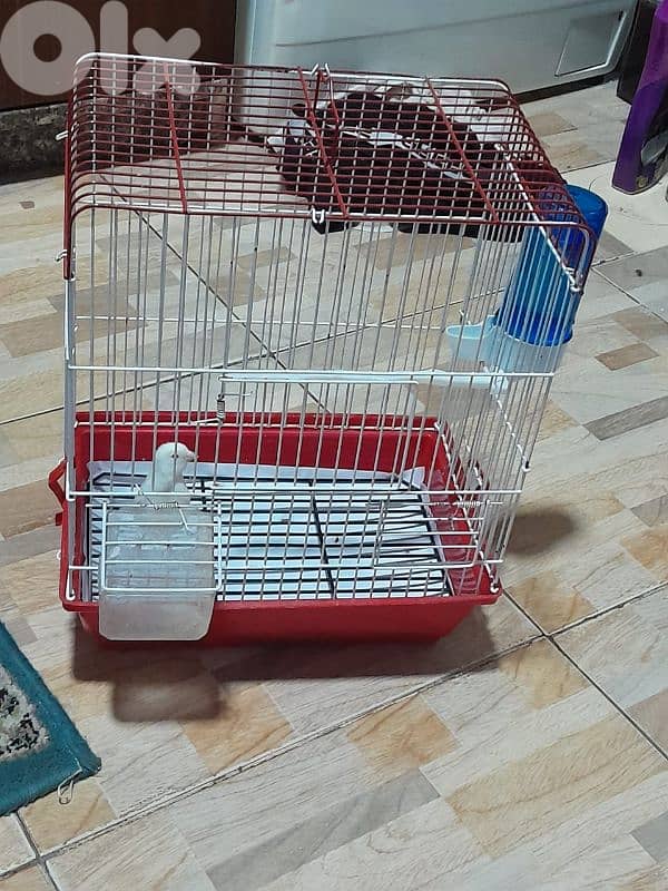 للبيع كنار ابيض مع قفص و كل غراض لقفص كنار لون ابيض شي فاخر من الاخر 4