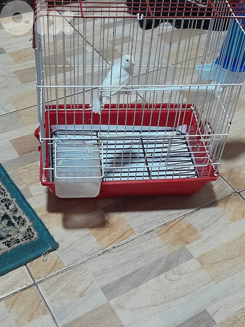 للبيع كنار ابيض مع قفص و كل غراض لقفص كنار لون ابيض شي فاخر من الاخر 6