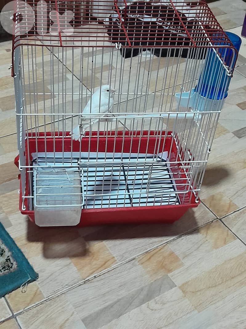 للبيع كنار ابيض مع قفص و كل غراض لقفص كنار لون ابيض شي فاخر من الاخر 7