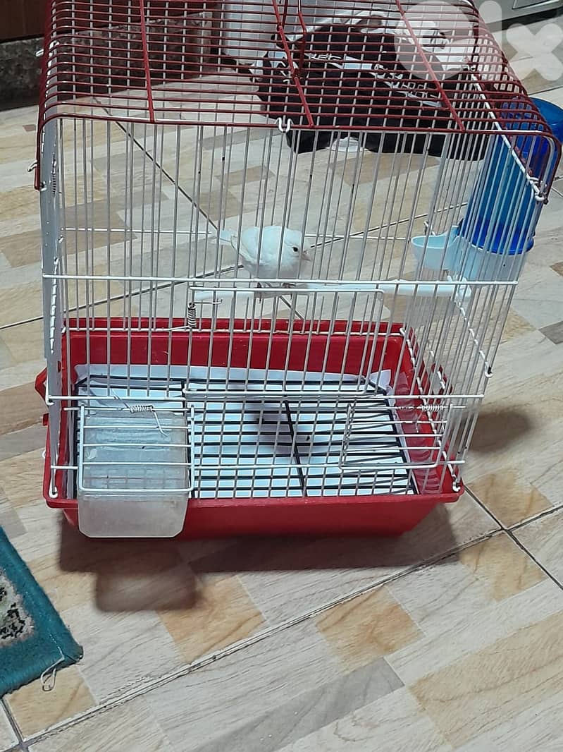 للبيع كنار ابيض مع قفص و كل غراض لقفص كنار لون ابيض شي فاخر من الاخر 8