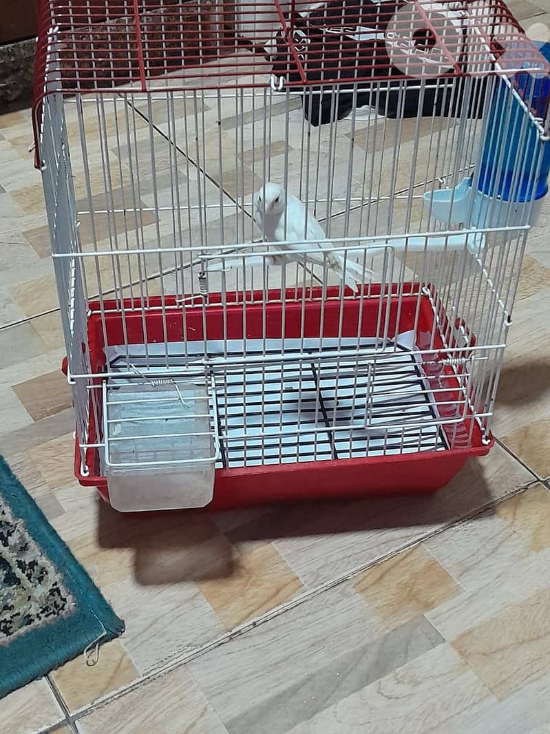 للبيع كنار ابيض مع قفص و كل غراض لقفص كنار لون ابيض شي فاخر من الاخر 9
