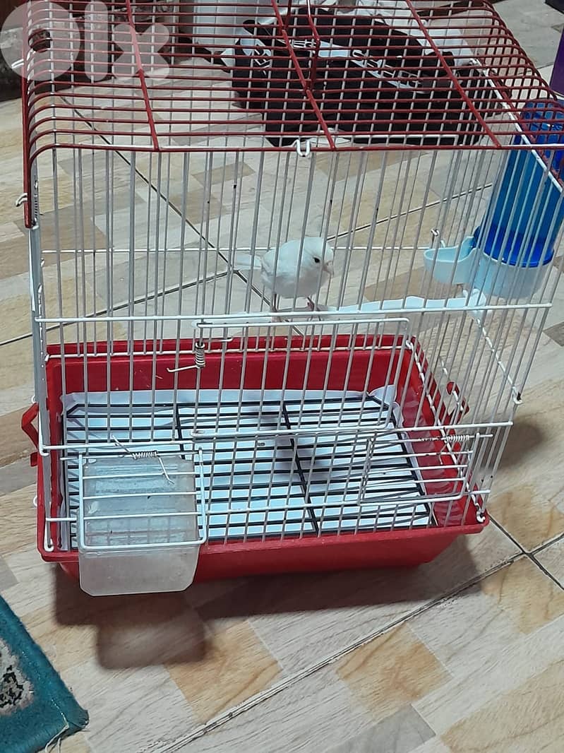 للبيع كنار ابيض مع قفص و كل غراض لقفص كنار لون ابيض شي فاخر من الاخر 10
