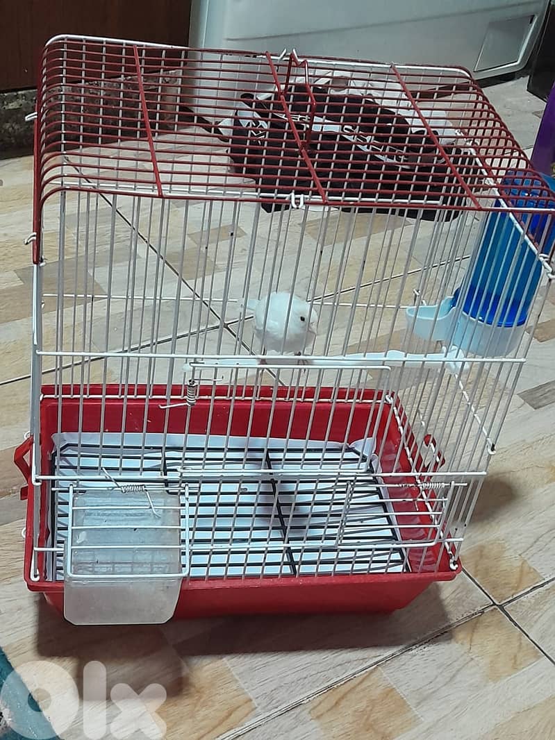 للبيع كنار ابيض مع قفص و كل غراض لقفص كنار لون ابيض شي فاخر من الاخر 11