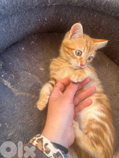 Sweet & Affectionate Cream Scottish fold cat Looking for a Loving Home