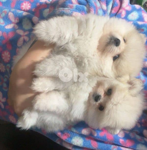 أحلى الأسعار 1