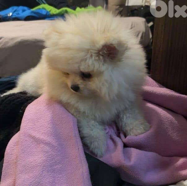 أحلى الأسعار 2