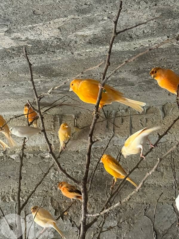 كنار دكورا و اناتة جاهزة 1