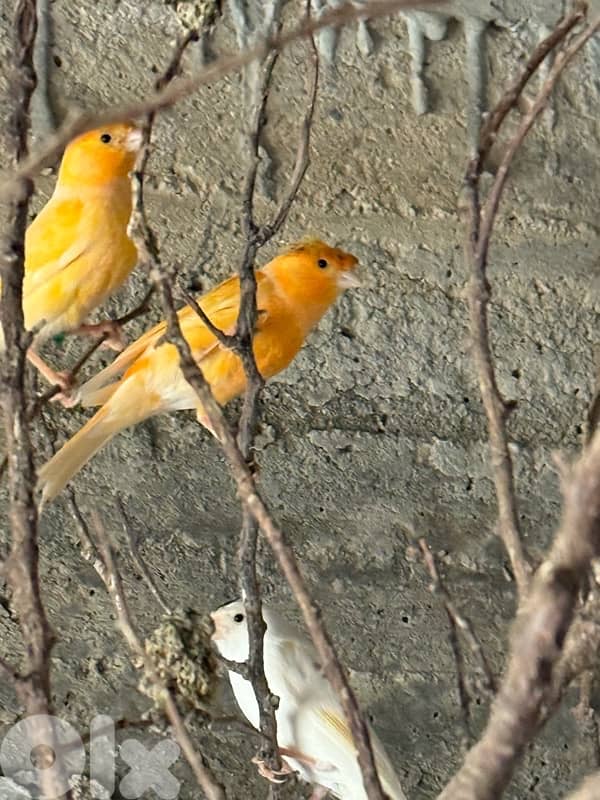 كنار دكورا و اناتة جاهزة 2