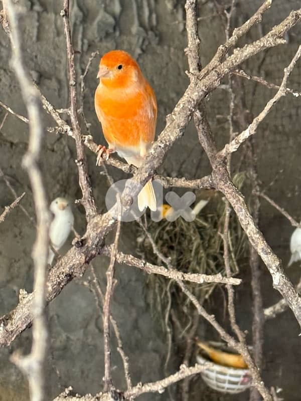 كنار دكورا و اناتة جاهزة 3