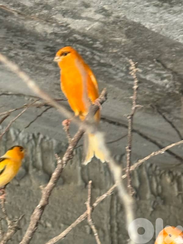 كنار دكورا و اناتة جاهزة 4