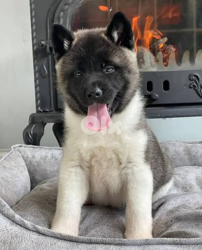 male akita american for sale