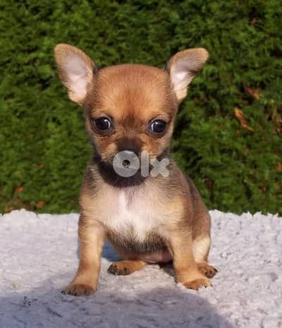 Chihuahua Mini for sale