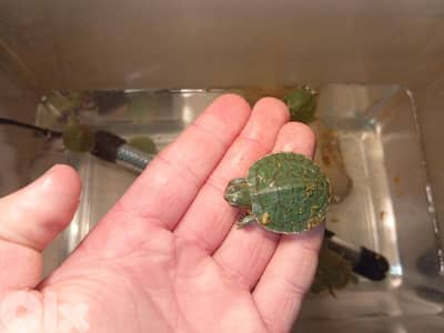 baby red eared slider for sale