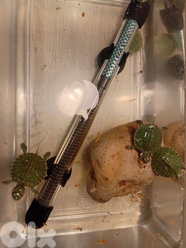 baby red eared slider for sale 1