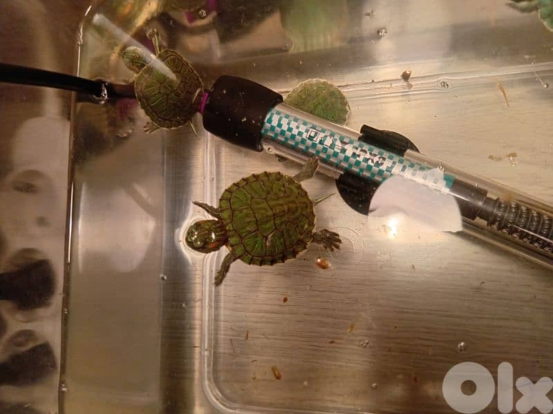 baby red eared slider for sale 2