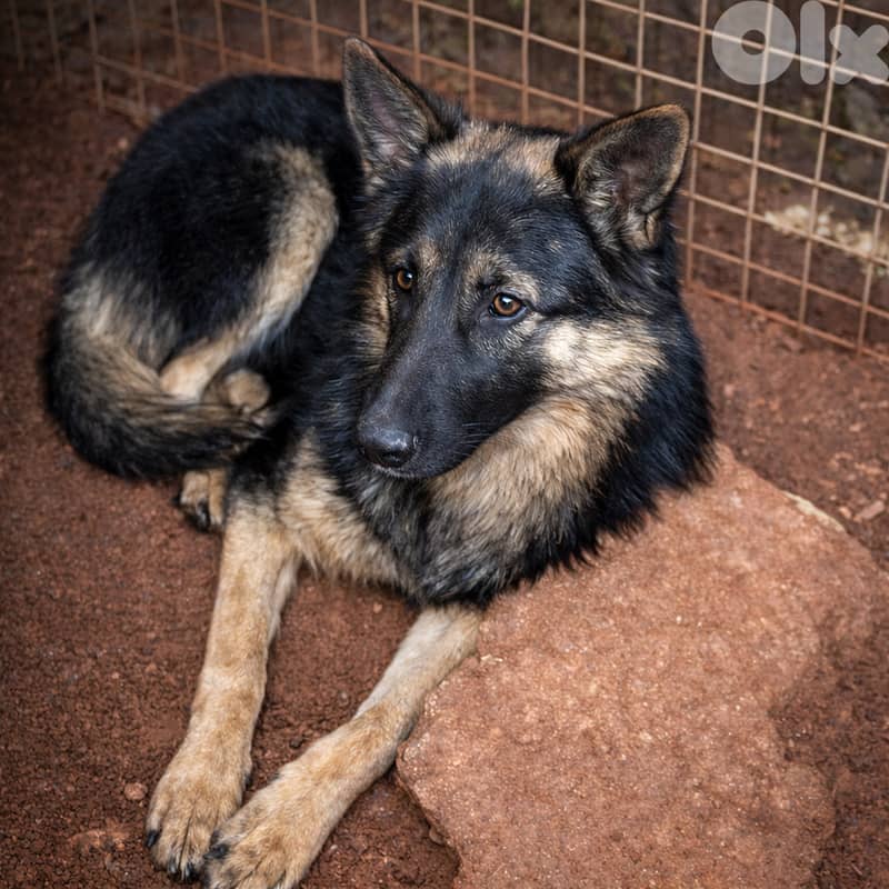 German Malinois Shepherd 1