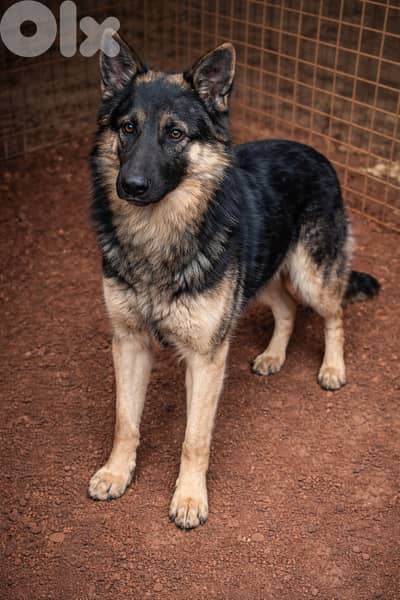 81/783237 German Shepherd Malinois