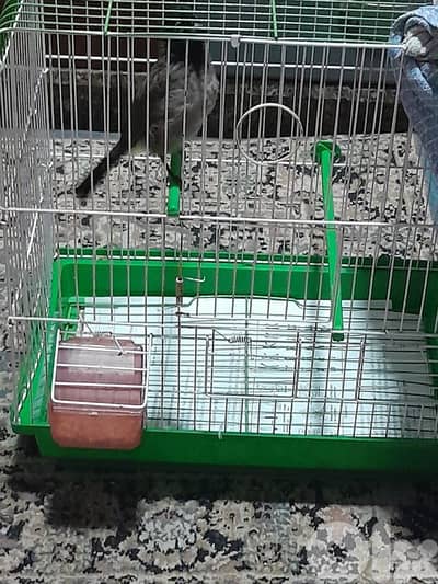 للبيع دكر بلبل رائع جوي و اليف ١٠٠ بل ١٠٠ صحة دهب صوت ممتاز و عزب