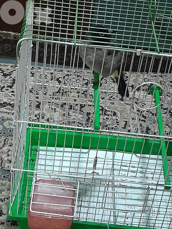 للبيع دكر بلبل رائع جوي و اليف ١٠٠ بل ١٠٠ صحة دهب صوت ممتاز و عزب 1