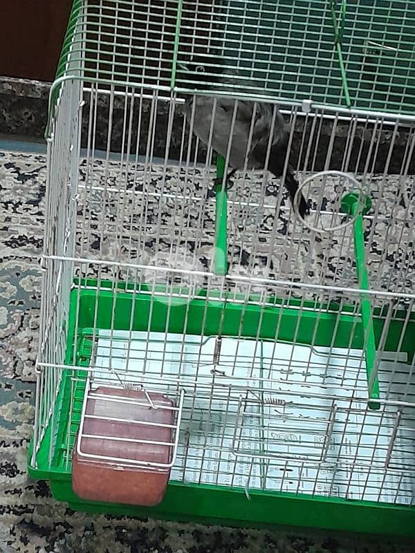 للبيع دكر بلبل رائع جوي و اليف ١٠٠ بل ١٠٠ صحة دهب صوت ممتاز و عزب 2