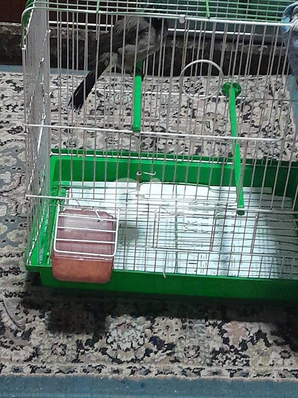 للبيع دكر بلبل رائع جوي و اليف ١٠٠ بل ١٠٠ صحة دهب صوت ممتاز و عزب 3