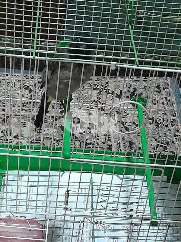 للبيع دكر بلبل رائع جوي و اليف ١٠٠ بل ١٠٠ صحة دهب صوت ممتاز و عزب 4