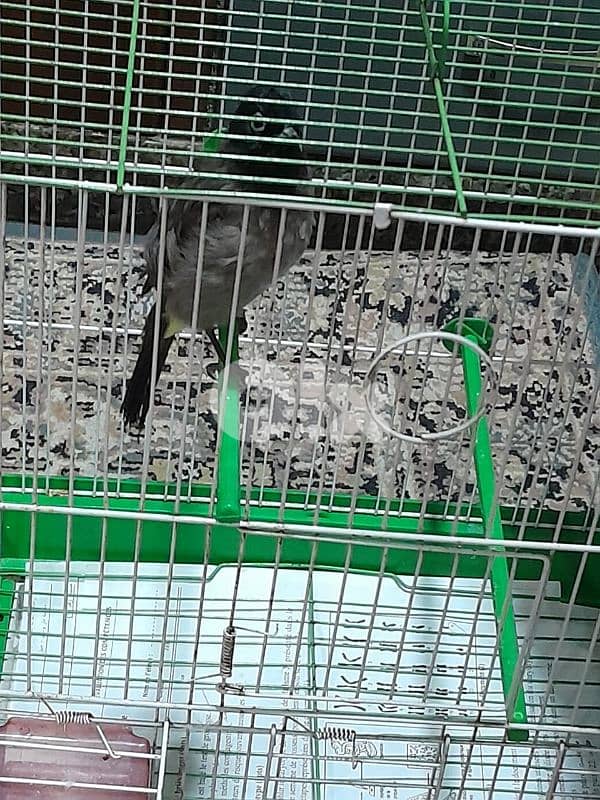 للبيع دكر بلبل رائع جوي و اليف ١٠٠ بل ١٠٠ صحة دهب صوت ممتاز و عزب 5