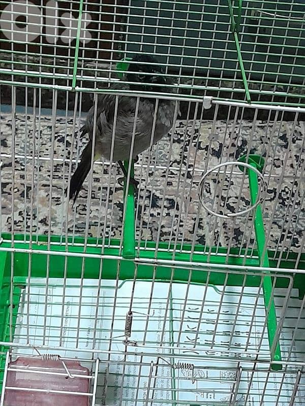 للبيع دكر بلبل رائع جوي و اليف ١٠٠ بل ١٠٠ صحة دهب صوت ممتاز و عزب 6