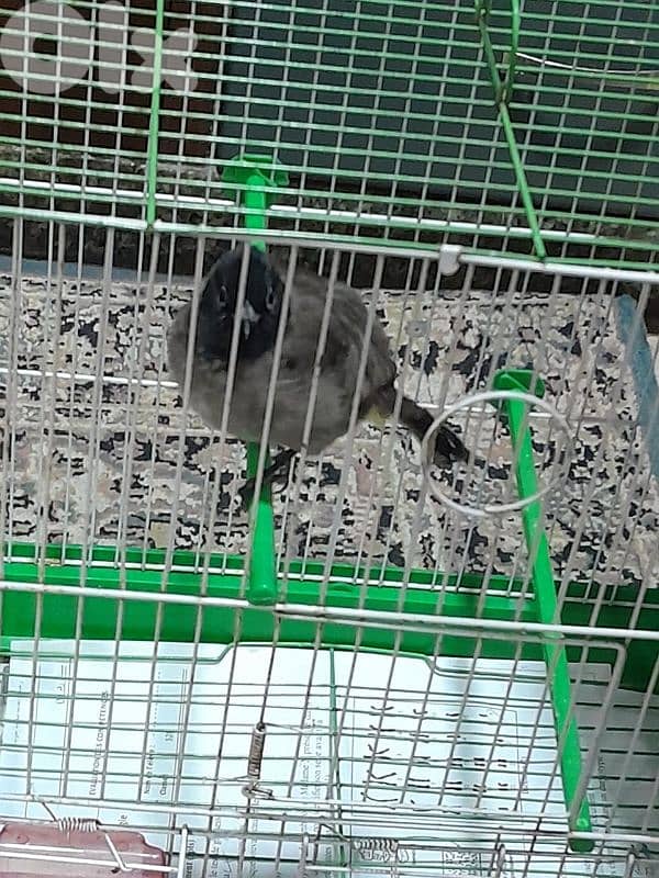 للبيع دكر بلبل رائع جوي و اليف ١٠٠ بل ١٠٠ صحة دهب صوت ممتاز و عزب 7