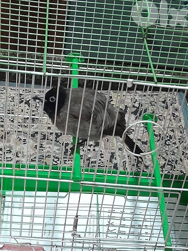 للبيع دكر بلبل رائع جوي و اليف ١٠٠ بل ١٠٠ صحة دهب صوت ممتاز و عزب 9