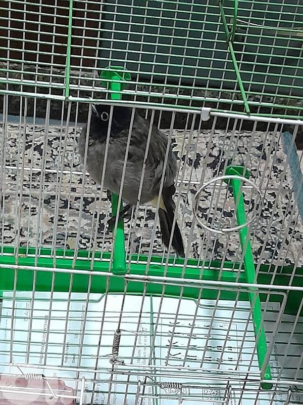 للبيع دكر بلبل رائع جوي و اليف ١٠٠ بل ١٠٠ صحة دهب صوت ممتاز و عزب 11