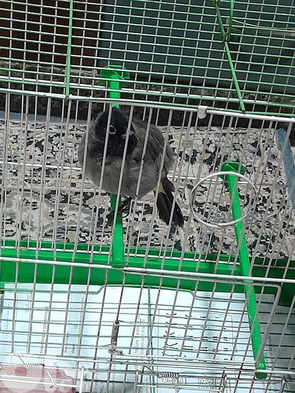 للبيع دكر بلبل رائع جوي و اليف ١٠٠ بل ١٠٠ صحة دهب صوت ممتاز و عزب 12