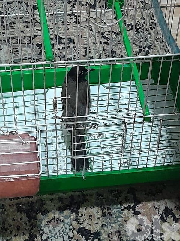 للبيع دكر بلبل رائع جوي و اليف ١٠٠ بل ١٠٠ صحة دهب صوت ممتاز و عزب 13