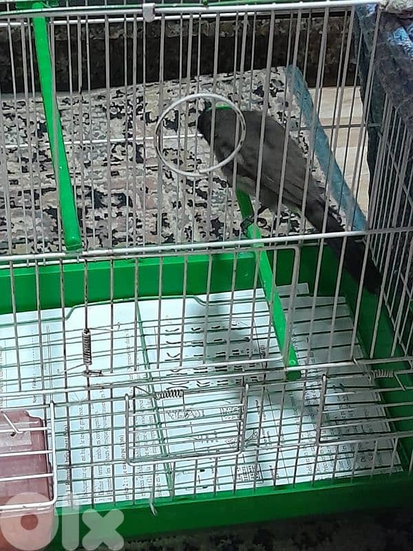 للبيع دكر بلبل رائع جوي و اليف ١٠٠ بل ١٠٠ صحة دهب صوت ممتاز و عزب 15