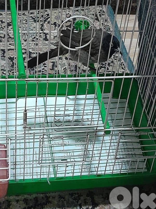 للبيع دكر بلبل رائع جوي و اليف ١٠٠ بل ١٠٠ صحة دهب صوت ممتاز و عزب 16