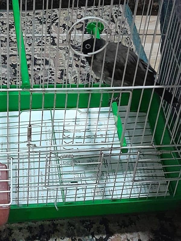 للبيع دكر بلبل رائع جوي و اليف ١٠٠ بل ١٠٠ صحة دهب صوت ممتاز و عزب 17