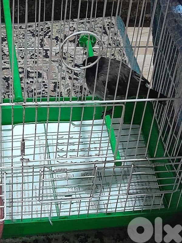 للبيع دكر بلبل رائع جوي و اليف ١٠٠ بل ١٠٠ صحة دهب صوت ممتاز و عزب 18