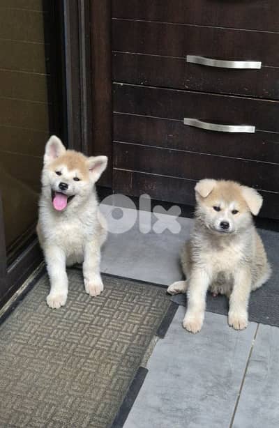 Akita Inu puppies