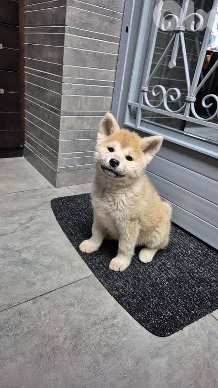 Akita Inu puppies 2