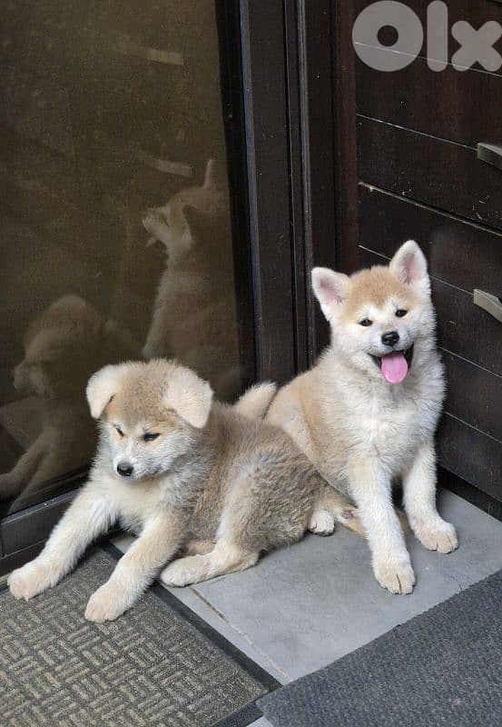 Akita Inu puppies 3