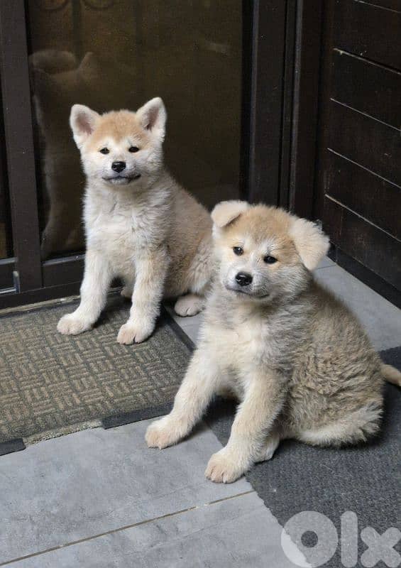 Akita Inu puppies 4