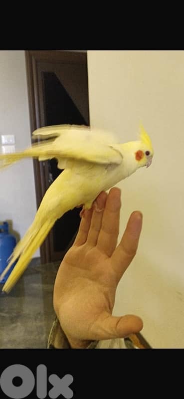 كروان مروض 1