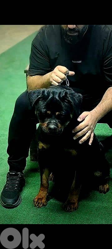 Rottweiler 1