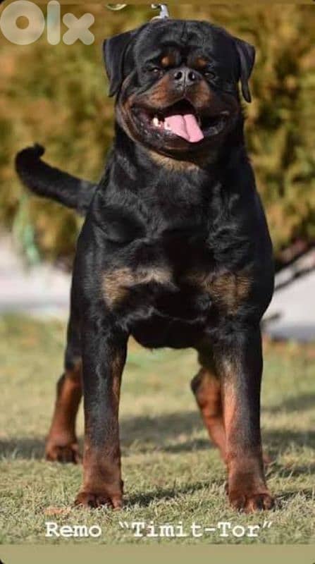 Rottweiler 2