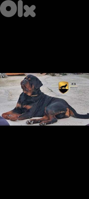 Rottweiler 3