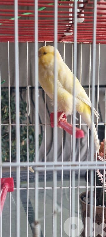 bandouka yorkshire 9 months old 45 dollars