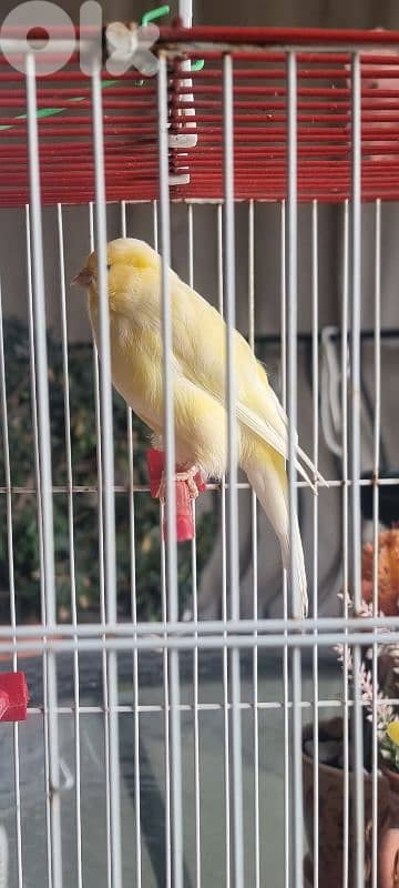 bandouka yorkshire 9 months old 45 dollars 1