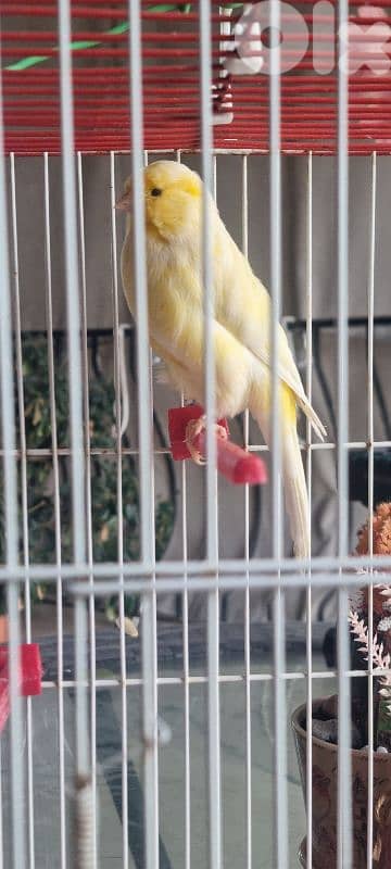 bandouka yorkshire 9 months old 45 dollars 2